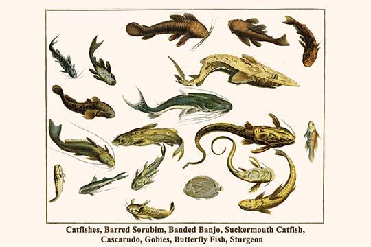 Saluriformes Freshwater Fish Poster Print by Albertus Seba