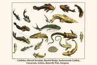 Saluriformes Freshwater Fish Poster Print by Albertus Seba