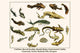 Saluriformes Freshwater Fish Poster Print by Albertus Seba