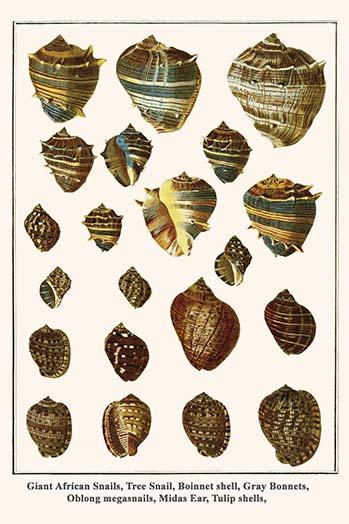 Achatina and Other Shells Poster Print by Albertus Seba, showcasing diverse marine shells.