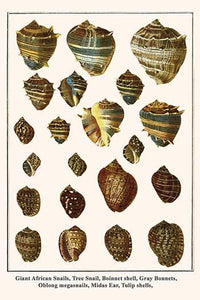 Achatina and Other Shells Poster Print by Albertus Seba, showcasing diverse marine shells.