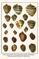 Achatina and Other Shells Poster Print by Albertus Seba, showcasing diverse marine shells.