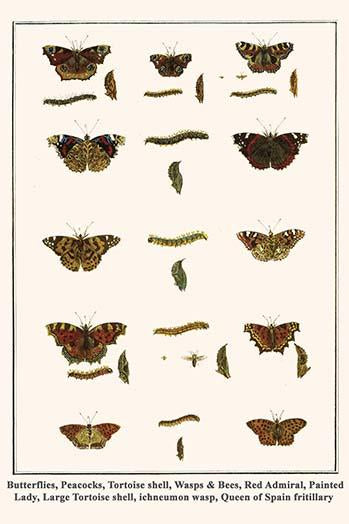 Butterflies and insects poster print featuring various species by Albertus Seba.