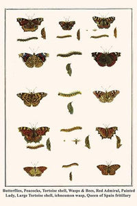 Butterflies and insects poster print featuring various species by Albertus Seba.