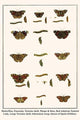 Butterflies and insects poster print featuring various species by Albertus Seba.