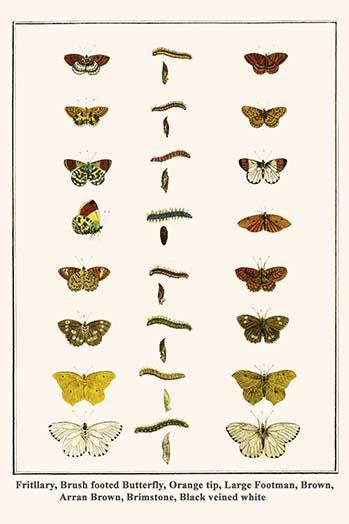 Euphydras, Nymphalidae, Anthocharis cardamines Poster Print by Albertus Seba