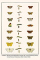 Euphydras, Nymphalidae, Anthocharis cardamines Poster Print by Albertus Seba
