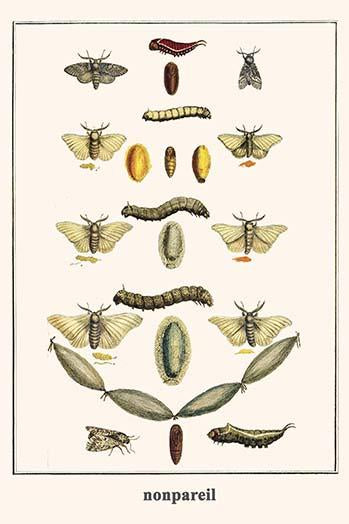 Notodonitidae Bombycidae Poster Print by Albertus Seba