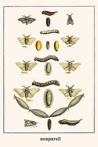 Notodonitidae Bombycidae Poster Print by Albertus Seba