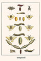 Notodonitidae Bombycidae Poster Print by Albertus Seba