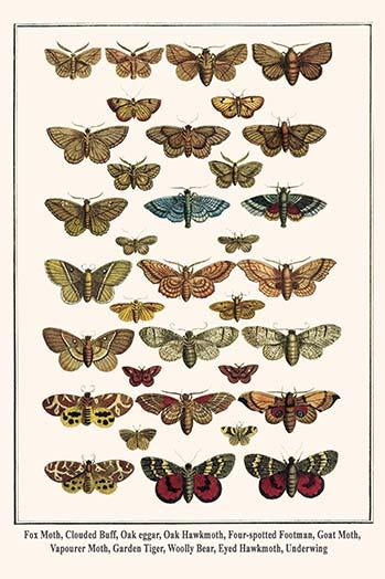Fox Moth and other moths poster print by Albertus Seba showcasing various moth species.