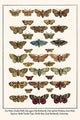 Fox Moth and other moths poster print by Albertus Seba showcasing various moth species.