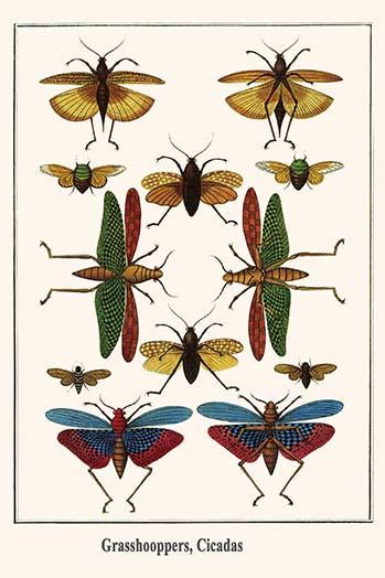 Orthoptera, Hemiptera, Tropidactris cristata Poster Print by Albertus Seba