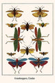 Orthoptera, Hemiptera, Tropidactris cristata Poster Print by Albertus Seba