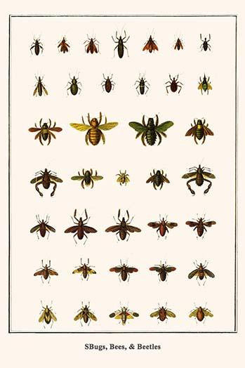 Heteroptera, Hymenoptera, Coleoptera Poster Print by Albertus Seba showcasing colorful insects