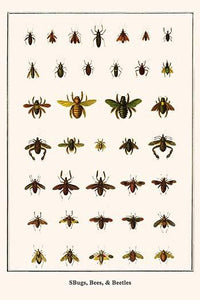 Heteroptera, Hymenoptera, Coleoptera Poster Print by Albertus Seba showcasing colorful insects