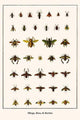 Heteroptera, Hymenoptera, Coleoptera Poster Print by Albertus Seba showcasing colorful insects