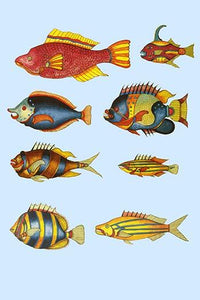 Rare Tropical Fish of the East Indies Poster Print by Louis Renard