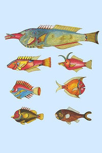 Rare Tropical Fish of the East Indies Poster Print by Louis Renard