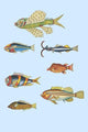 Rare Tropical Fish of the East Indies Poster Print by Louis Renard