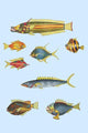 Rare Tropical Fish of the East Indies Poster Print by Louis Renard