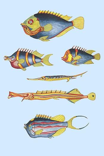 Rare Tropical Fish of the East Indies Poster Print by Louis Renard
