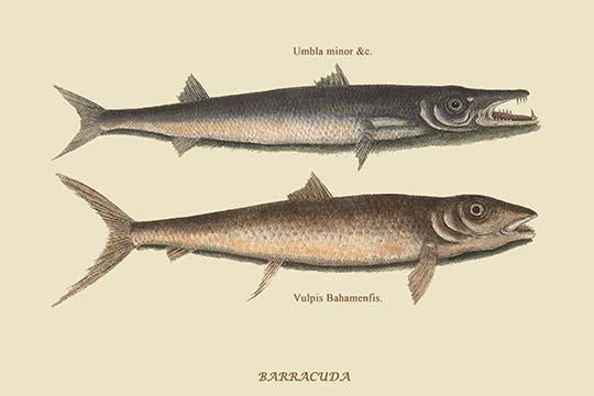 Barracuda vintage art reproduction poster print by Catesby.