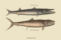 Barracuda vintage art reproduction poster print by Catesby.
