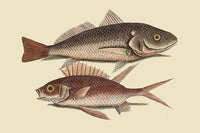 Vintage art reproduction of Red Sea Perch by Catesby