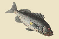 Rock Fish Poster Print by Catesby, vintage art reproduction.