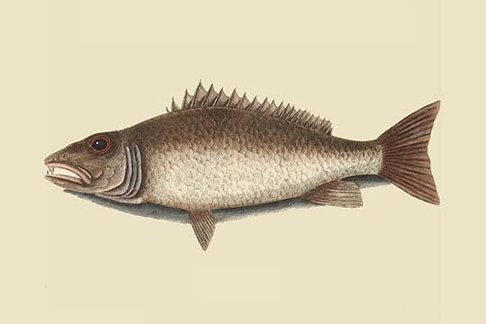 Vintage art print of Mangrove Snapper by Catesby.