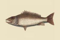 Vintage art print of Mangrove Snapper by Catesby.