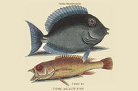 Tang & Yellow Fish Vintage Poster Print by Catesby