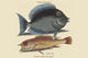 Tang & Yellow Fish Vintage Poster Print by Catesby