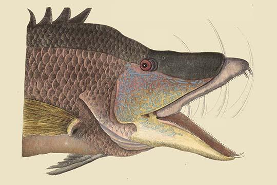 Great Hog Fish Vintage Art Print by Catesby