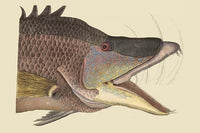 Great Hog Fish Vintage Art Print by Catesby