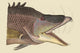 Great Hog Fish Vintage Art Print by Catesby