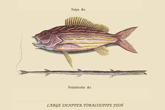 Large Snapper & Tobacco Pipe Fish Poster Print by Mark Catesby