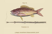 Large Snapper & Tobacco Pipe Fish Poster Print by Mark Catesby