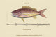 Large Snapper & Tobacco Pipe Fish Poster Print by Mark Catesby