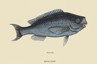 Blue Fish Vintage Art Poster Print by Catesby