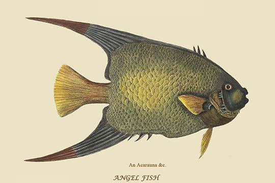 Angel Fish vintage art poster print by Catesby, vibrant colors and details.