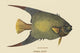 Angel Fish vintage art poster print by Catesby, vibrant colors and details.