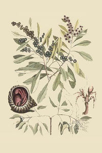 Vintage Hermit Crab art poster print by Catesby.