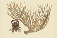 Red Claw Crab Vintage Art Print by Catesby