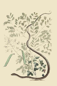 Spotted Ribbon Snake vintage art print by Catesby, showcasing intricate details and vibrant colors.