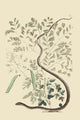 Spotted Ribbon Snake vintage art print by Catesby, showcasing intricate details and vibrant colors.