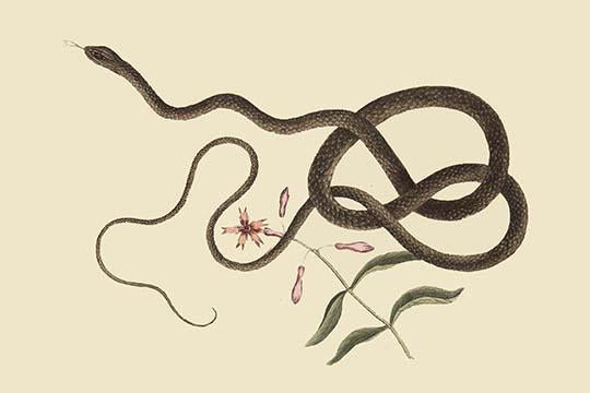 Coach Whip Snake Vintage Art Print by Catesby