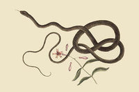 Coach Whip Snake Vintage Art Print by Catesby