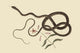 Coach Whip Snake Vintage Art Print by Catesby
